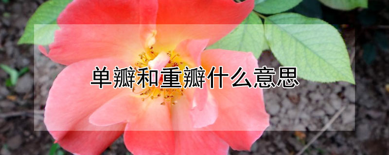 单瓣和重瓣什么意思（单瓣和重瓣什么意思啊）