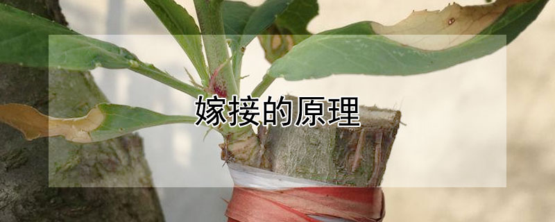 嫁接的原理（扦插和嫁接的原理）