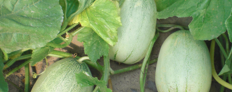 大棚怎么种香瓜（大棚怎么种香瓜好）