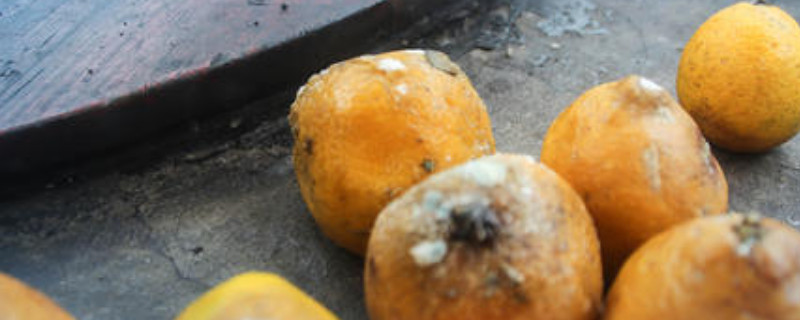 烂桔子怎么发酵做肥料 烂桔子怎么发酵做肥料什么花喜欢