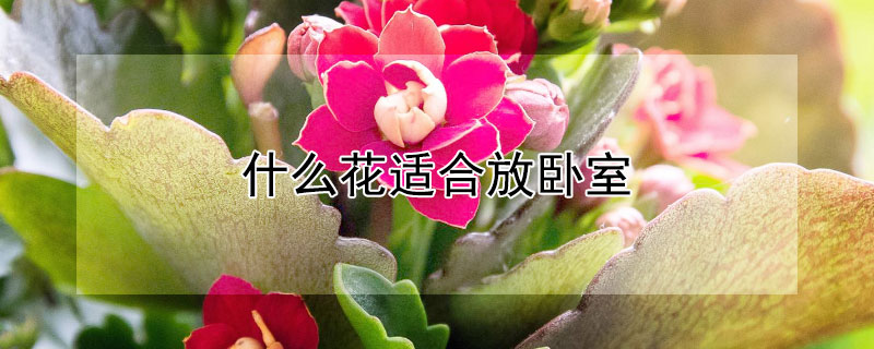 什么花适合放卧室 什么花适合放卧室安神促进睡眠