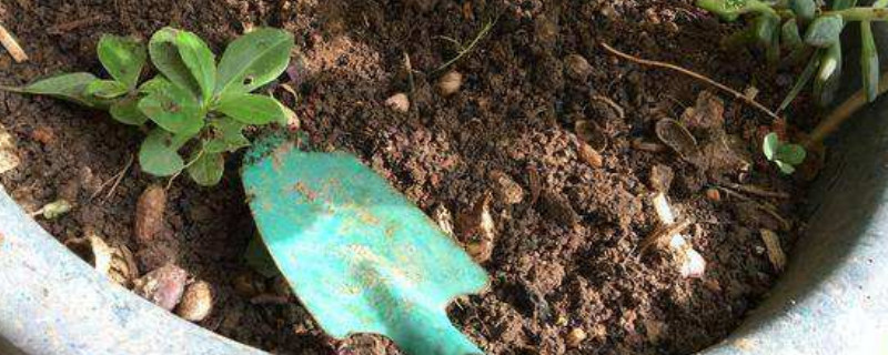 花盆土壤板结怎么办 花盆土壤板结怎么办小妙招