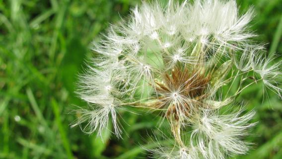 种子的传播方式有几种 芦苇种子的传播方式有几种