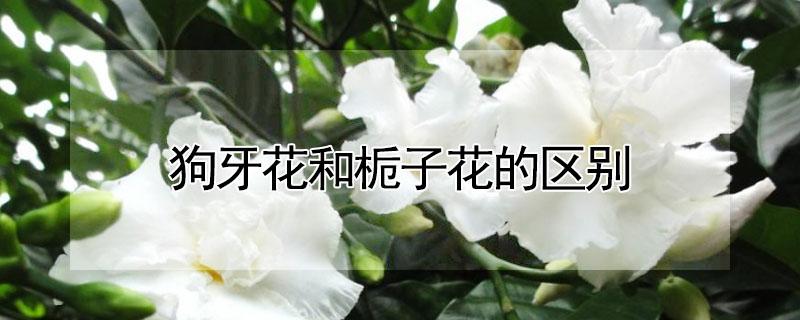 狗牙花和栀子花的区别（狗狗栀子花）