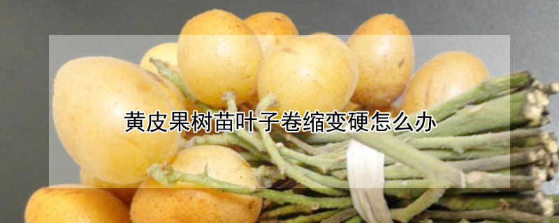 黄皮果树苗叶子卷缩变硬怎么办 黄皮果树叶卷曲是什么原因