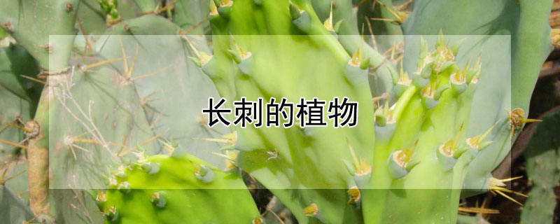 长刺的植物 农村长刺的植物