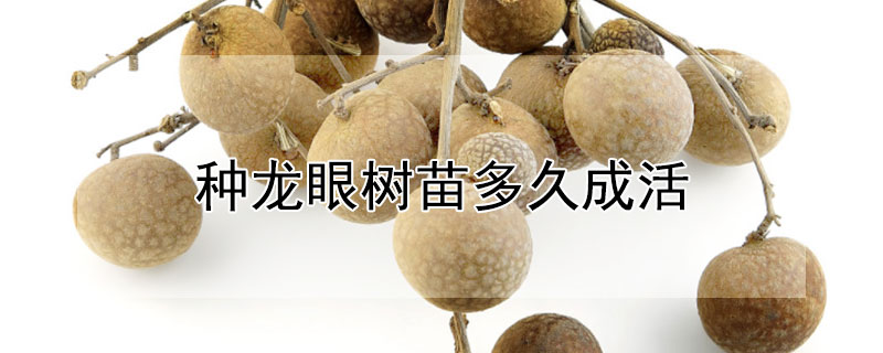 种龙眼树苗多久成活（龙眼树苗多久结果）
