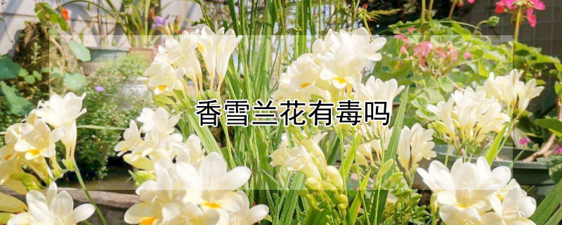 香雪兰花有毒吗（香雪兰花有没有毒）