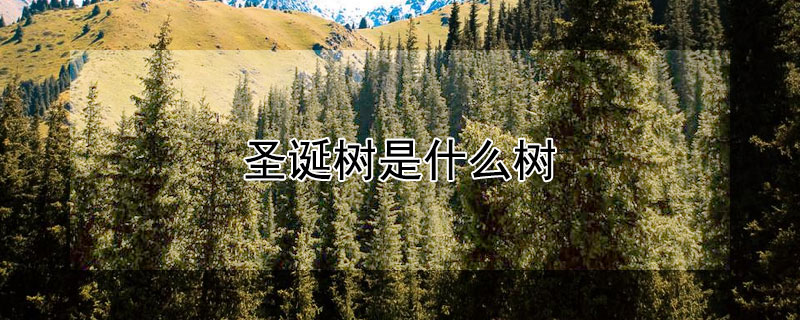 圣诞树是什么树（圣诞树是什么树图片）