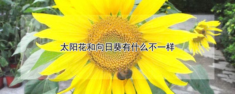 太阳花和向日葵有什么不一样 太阳花和向日葵有什么不一样,至少写出一处