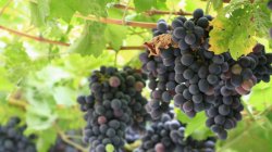 葡萄叶子发黄怎么办（葡萄叶子发黄怎么回事?）