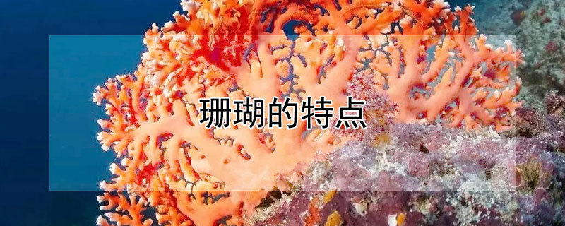 珊瑚的特点 珊瑚的特点是什么50字