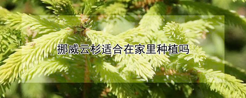 挪威云杉适合在家里种植吗（挪威云杉在室内种植）