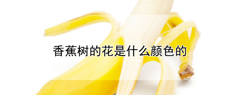 香蕉树的花是什么颜色的（香蕉树的花是什么颜色的呀）