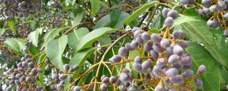 女贞子树长什么样 女贞子树能长多大