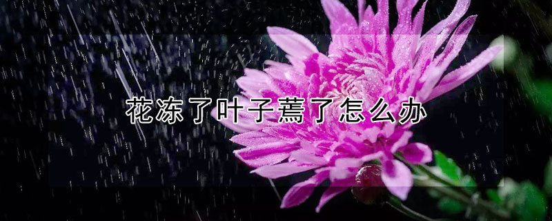 花冻了叶子蔫了怎么办（花冻坏了蔫了要怎么办）