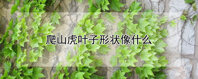 爬山虎叶子形状像什么（爬山虎叶子形状像什么东西）