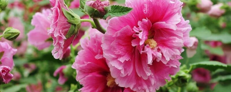 蜀葵盆栽的种植方法 蜀葵盆栽的种植方法视频