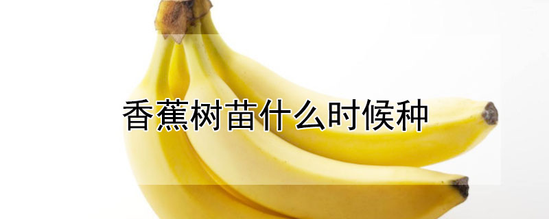 香蕉树苗什么时候种 香蕉树苗什么时候种植