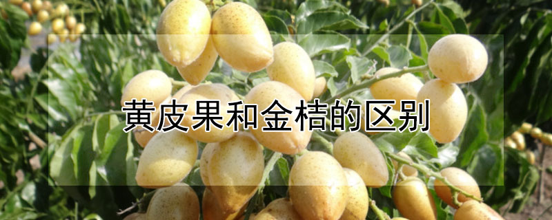 黄皮果和金桔的区别 黄皮果与金桔区别