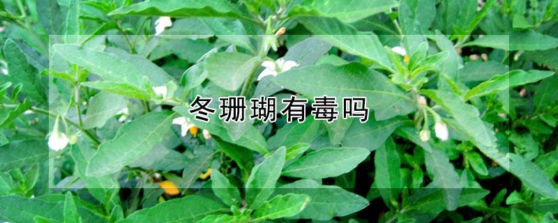 冬珊瑚有毒吗 冬珊瑚有毒吗能吃吗家养冬珊瑚需要注意以下问题