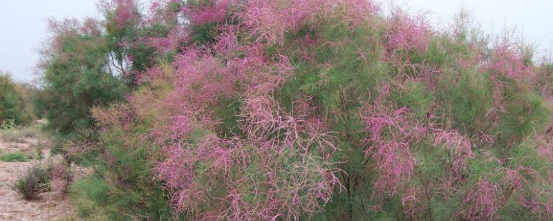 红柳树皮有毒吗（麻柳树皮有毒吗）