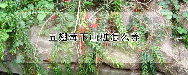 五翅莓下山桩怎么养 五翅莓下山桩怎么养护
