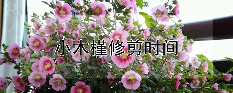 小木槿修剪时间（小木槿的修剪时间）