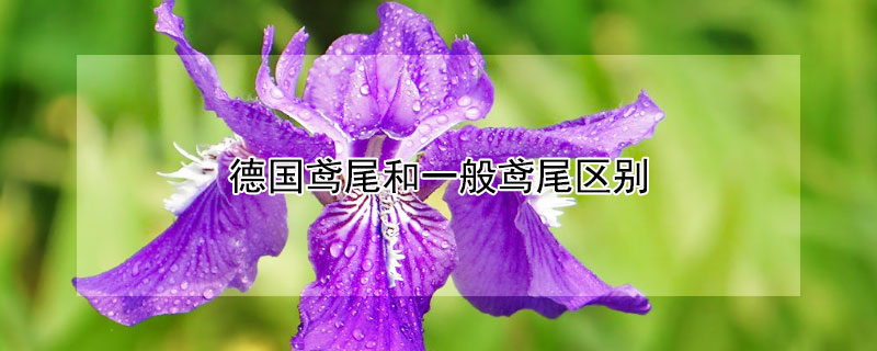 德国鸢尾和一般鸢尾区别 德国鸢尾和一般鸢尾区别图片