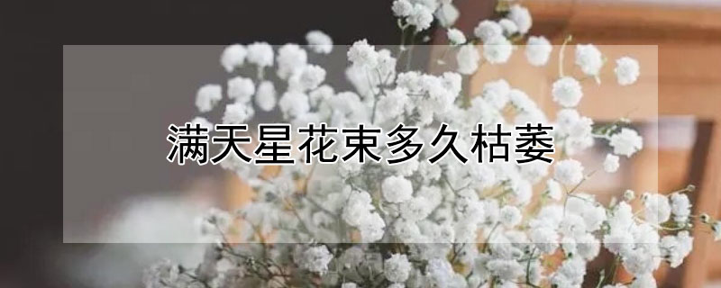 满天星花束多久枯萎（满天星花束多久枯萎一次）