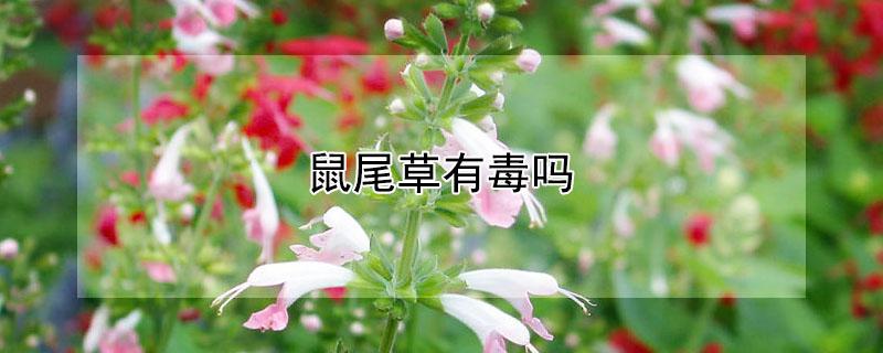鼠尾草有毒吗（鼠尾草有毒吗家里有猫可以养吗）