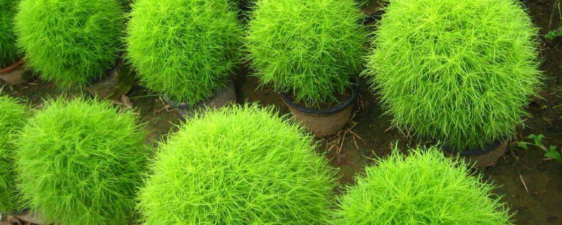 风滚草是扫帚苗吗 风滚草和扫帚苗的区别