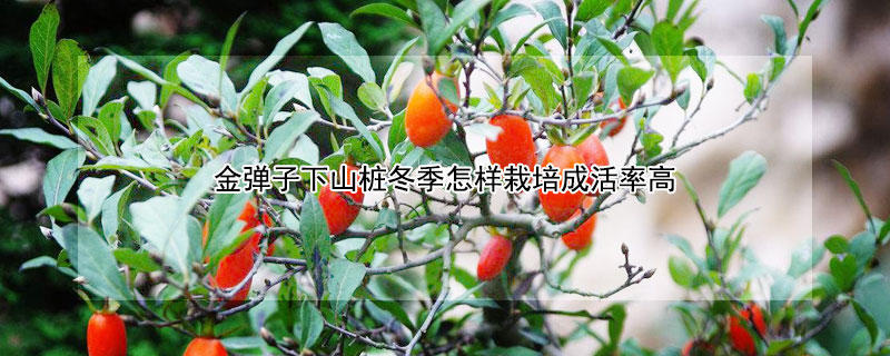 金弹子下山桩冬季怎样栽培成活率高 夏季种金弹子下山桩能成活吗