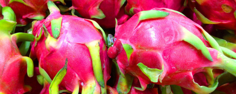 火龙果发芽后怎么移栽 火龙果发芽后移栽后怎么养护