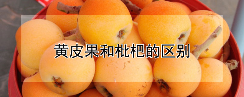 黄皮果和枇杷的区别（黄皮果和枇杷的区别在哪里）