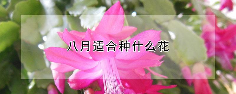 八月适合种什么花 八月适合种什么花树