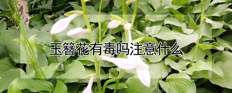 玉簪花有毒吗注意什么（玉簪花有毒吗?）