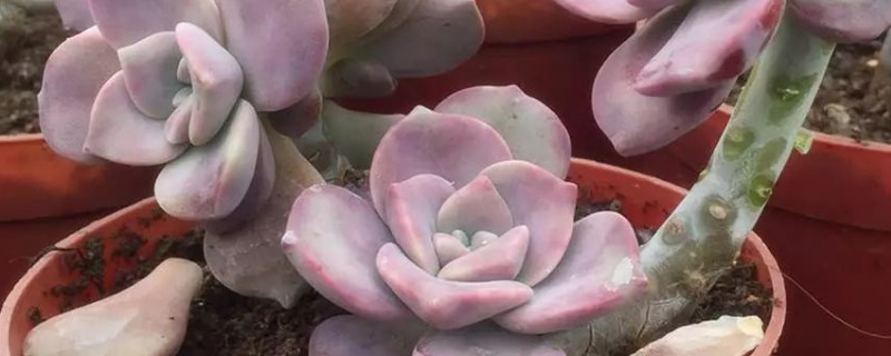 多肉木质化怎么处理 多肉木质化怎么处理的