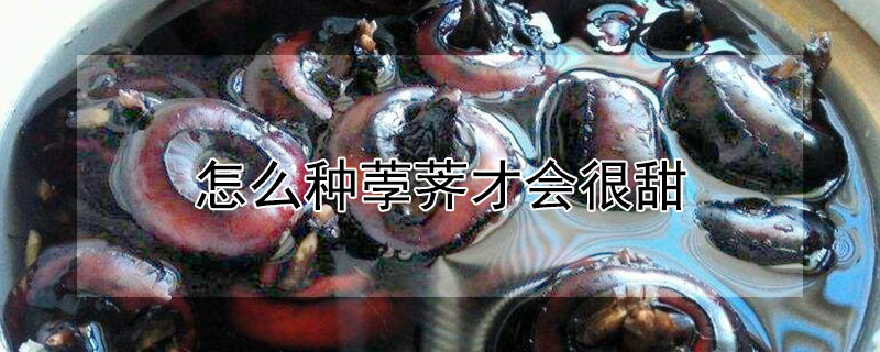 怎么种荸荠才会很甜 荸荠用什么肥料种出来比较甜