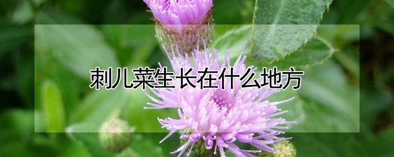 刺儿菜生长在什么地方 刺儿菜生长环境