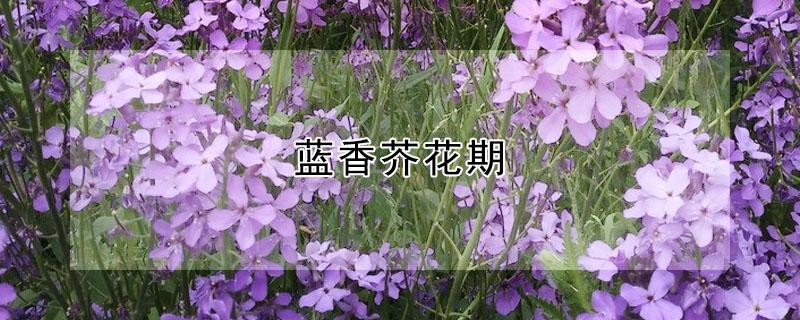 蓝香芥花期（蓝香芥花期有多长）