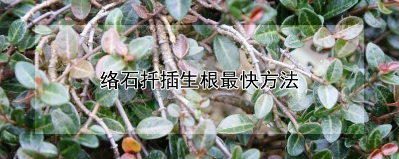 络石扦插生根最快方法 络石藤扦插多久生根