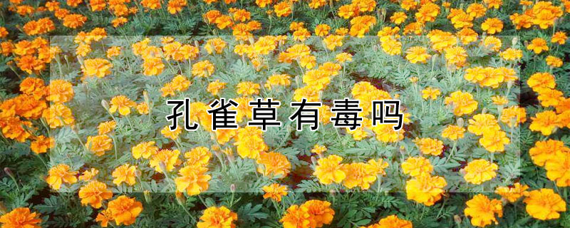 孔雀草有毒吗（孔雀草有毒吗图片）