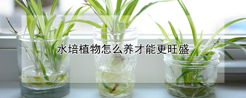 水培植物怎么养才能更旺盛 水培植物怎么养才能更旺盛视频