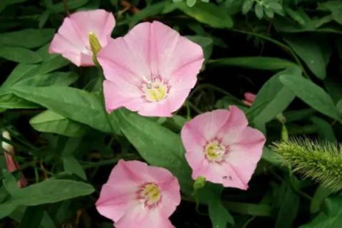 冬天室外植物怎么防冻