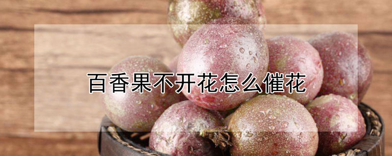 百香果不开花怎么催花（百香果不开花怎么回事）