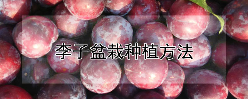 李子盆栽种植方法 李子树种植方法