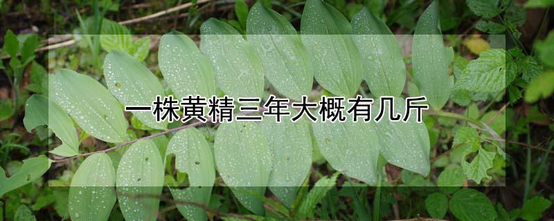一株黄精三年大概有几斤（一颗黄精3年长多重）