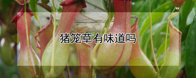 猪笼草有味道吗（猪笼草味道是什么样的）