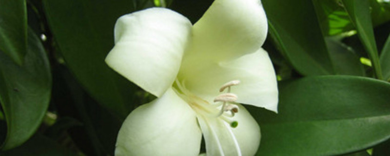 华灰莉木怎么不开花（灰茉莉为什么不开花）